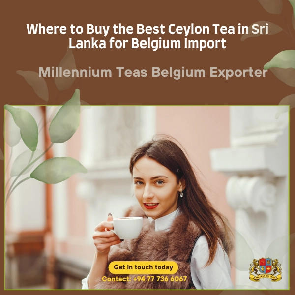 Where to Buy the Best Ceylon Tea in Sri Lanka for Belgium Import